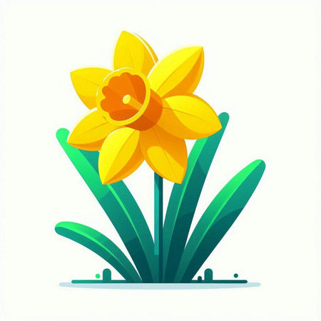 Daffodil flower on white background. Vector illustration for your designのイラスト素材
