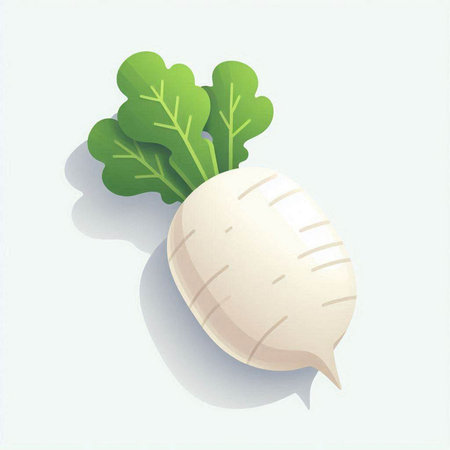 White radish with green leaves on a white background. Vector illustration.のイラスト素材
