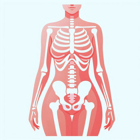 Human skeleton anatomy. Anatomy of human body. Vector illustration.のイラスト素材