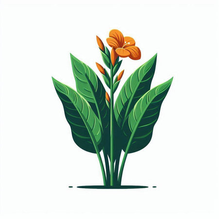 Canna flower vector illustration. Isolated on a white background.のイラスト素材