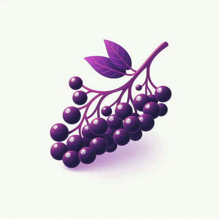 Vector illustration of a bunch of black currant berries with leaves.のイラスト素材