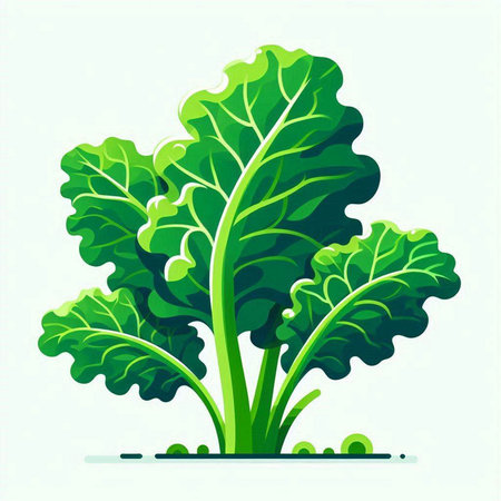 Vector illustration of green lettuce leaves isolated on white background. Healthy food concept.のイラスト素材