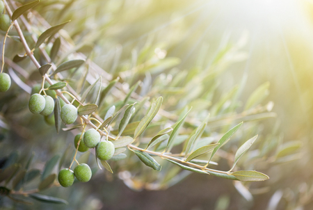 Olives on olive tree in autumn. Season nature imageの写真素材