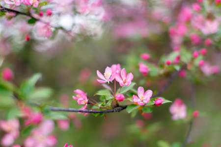 Spring flowering of apple trees, cherries. Pink buds, flowers. Soft focus, macro shot. Blurred background. Blooming garden.の写真素材