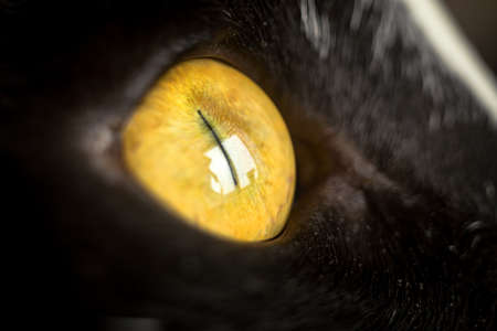 Macro shot of a cat's eye. Soft focus when shooting. Shooting close-up. Copper green cat eyesの写真素材
