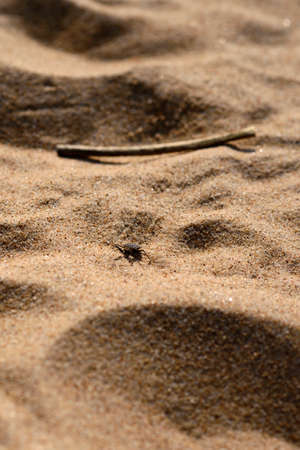 A bug scramble on a sandの写真素材