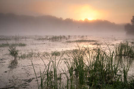 Fog sunrise over the pondの写真素材