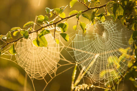 Spider webs in the sunrise lightの写真素材