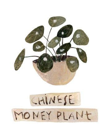 Green Chinese money plant with ceramic pots. Chinese money plant with round leaves. Hand drawn watercolor illustration.の写真素材