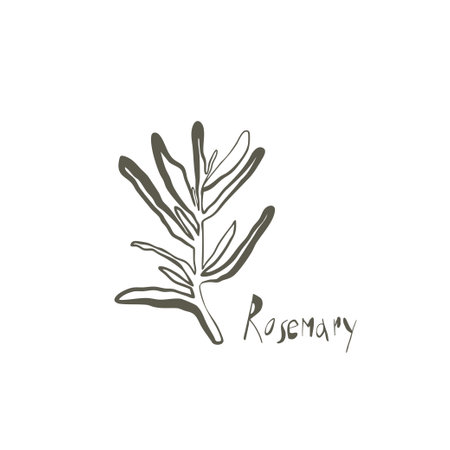 Hand drawn rosemary twig illustration with bold uneven line for organic products and minimalist botanical designのイラスト素材