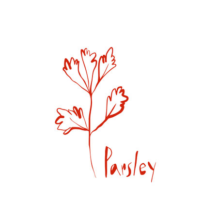 Hand drawn parsley herb sketch with organic shapes and playful lettering in minimal red line art styleのイラスト素材