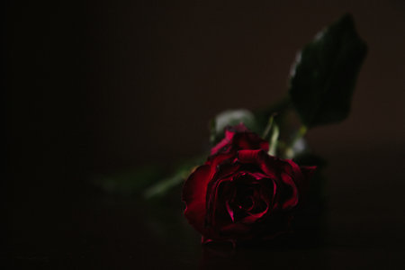 red roseの写真素材