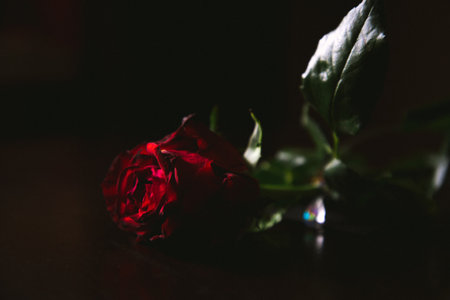 rose on the tableの写真素材
