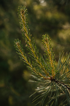 pine, pine tree, woodの写真素材