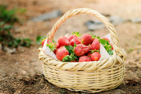 Fresh strawberries in wicker basket. Ripe garden strawberries on white wooden surface. Tasty seasonal berries. Sunlightの写真素材