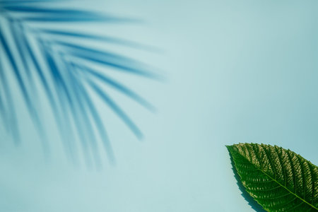 tropical palm leaves on blue and white background with hard shadows from palm leaves. minimal summer...