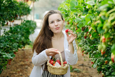 Young female worker in straw hat and basket, contemporary vertical farm picking up ripe strawberries growing on shelves in greenhouse. Farming and small business concept.Healthy living .Village lifeの写真素材