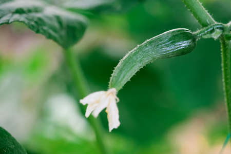 abstract green background lime color, vintage grunge background texture gradient design, website template background, sponge distressed texture rough messy paint canvas, pastel green Easter background.の写真素材
