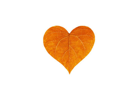 One single orange leaf of tree in heart shape isolated against white background.Autumn nature and ecology concept.の写真素材