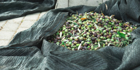 Harvested fresh olives on green net, picking olives in Cyprus