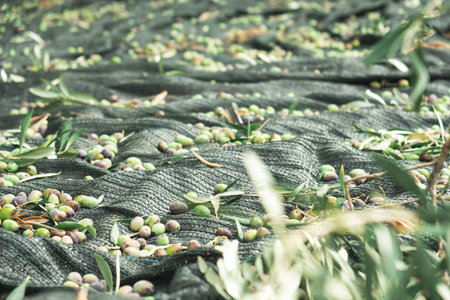 Harvested fresh olives on green net, picking olives in Cyprus
