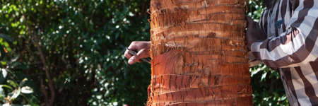 A gardener pruning leaves of palm.Trimming and cutting large palm trees in gardening work. Sawdust came out during workingの写真素材