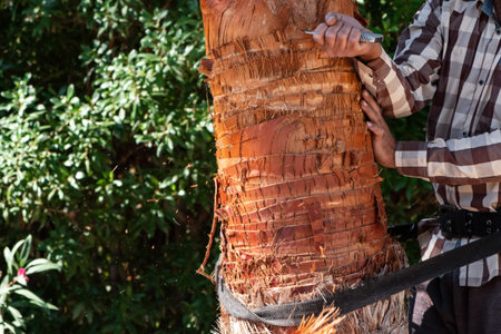 A gardener pruning leaves of palm.Trimming and cutting large palm trees in gardening work. Sawdust...