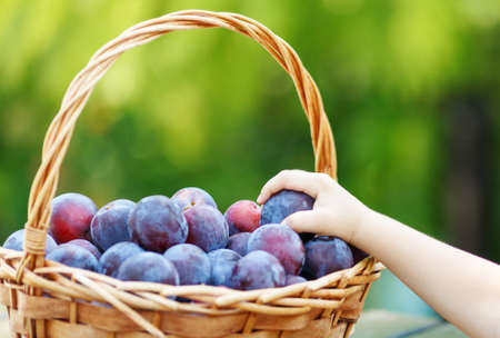 Child hand taking plum harvest. Plums in a wicker basket on the wooden table. Harvesting fruit from the gardenの写真素材