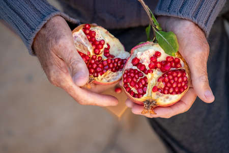 Ripe organic broken pomegranate, cut in half in senior hands .Selective focus,top viewの写真素材