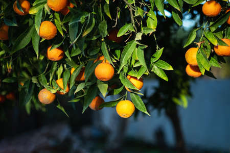 Closeup of ripe mandarins on tree.Sunshineの写真素材