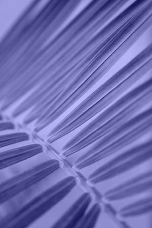 Tropical palm leaves on violet and white background with hard shadows from palm leaves. minimal summer background concept. Toned in color of the year 2022, very periの写真素材