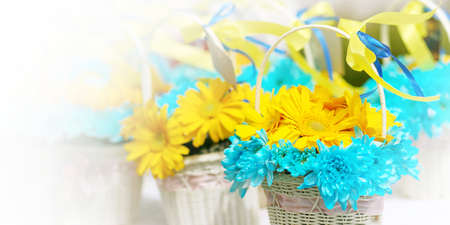 Yellow and blue fresh chrysanthemum, floral backgroundの写真素材