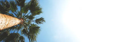 Green palm tree leaves on clear blue sky in summer. Banner copy spaceの写真素材