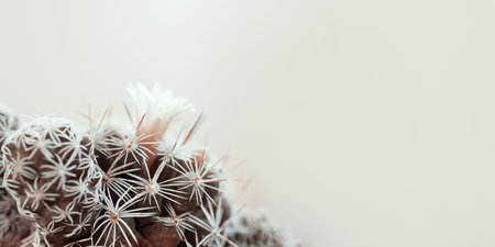 Minimal green cactus houseplant on pastel backgroundの写真素材