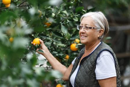 Senior woman picking oranges of a tree in her garden yard in the golden light of a sunny summer afternoon, active and healthy retirement conceptの写真素材