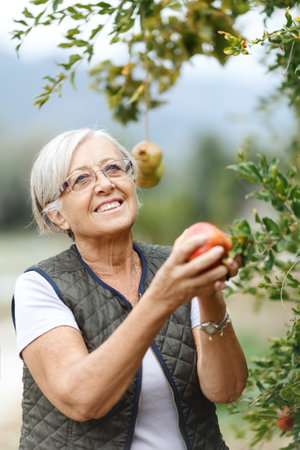 Senior woman picking pomegranate of a tree in her garden yard in the golden light of a sunny summer afternoon, active and healthy retirement conceptの写真素材