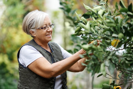 Senior woman picking oranges of a tree in her garden yard in the golden light of a sunny summer...