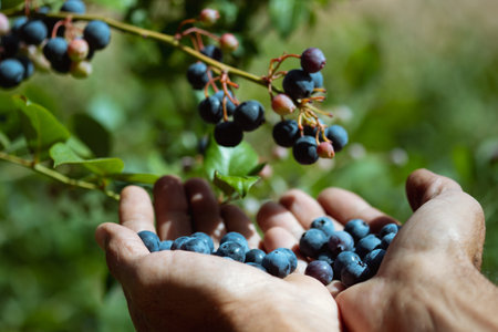 Unrecognizable man hands picking ripe blueberries close up shoot , full of berries. Blueberry - branches of fresh berries in the garden. Harvesting, eco, organic concept.の写真素材