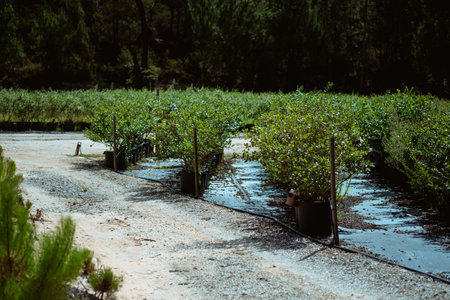 Many blueberry row, agro plastic pots, organic growing, summer harvesting in Portugal.の写真素材
