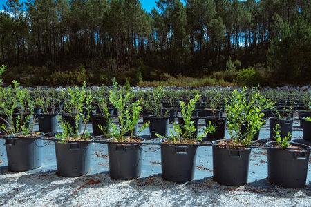 Many blueberry row, agro plastic pots, organic growing, summer harvesting in Portugal.の写真素材