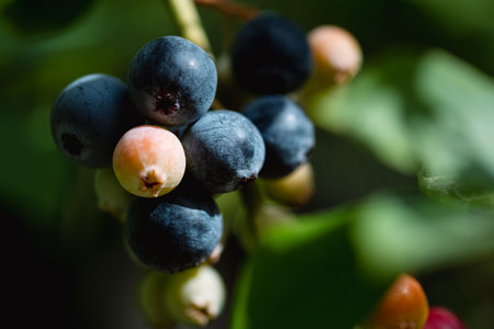 Ripe blueberries are ready for collection, close-up. Fresh organic blueberries on the Bush. Bright colors.の写真素材