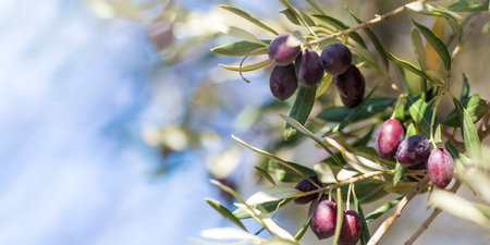 Closeup view photography of organic olive trees with ripening olives at sunny blue sky background.の写真素材