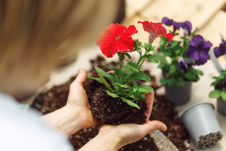 Gardener planting with flower pots tools. Woman hand planting flowers petunia in the summer garden at home, outdoor. Gardening and flowers. Gardener planting with flower pots tools. Red colorの写真素材