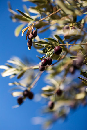 Closeup view photography of organic olive trees with ripening olives at sunny blue sky backgroundの写真素材