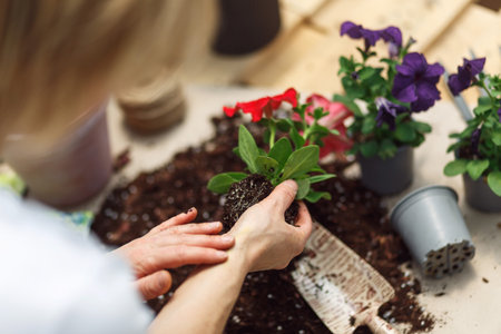 Unrecognizable woman hands holding seedling red flower begonya . Newly planted florets in the garden. Gardener in apron planting flowers.の写真素材
