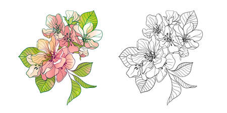 Cherry flowers. Delicate sakura flowers with outline, coloring book for adults. Vector illustration isolated on white background.のイラスト素材