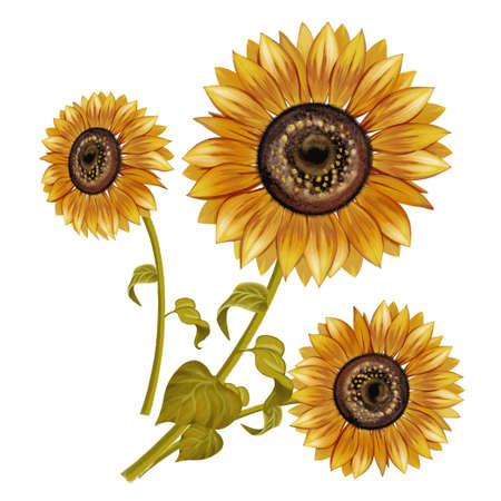 sunflower illustration, trunk, leaves, plant, bouquet of sunflowers on a white background.の写真素材