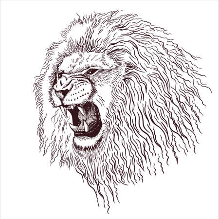 Pencil drawing of the head of a roaring lion in a minimalist style, suitable for tattoo, interior decoration, paintings, print on textiles and t-shirts. Lion roar.のイラスト素材