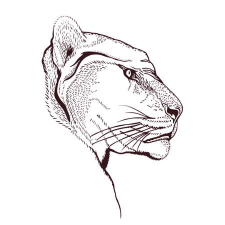 Pencil drawing of the head of a roaring puma in a minimalist style, suitable for a logo, tattoo, interior decoration, paintings, print on textiles and t-shirts. Predator roar.のイラスト素材