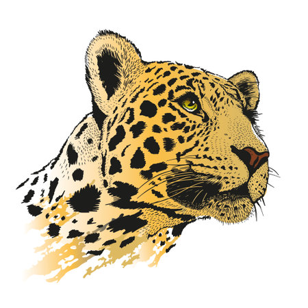 Pencil drawing of the head of a leopard in a minimalist style, suitable for a logo, tattoo, interior decoration, paintings, print on textiles and t-shirts. Predator, Panthera.のイラスト素材